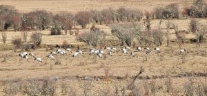 Black-Necked Cranes roosting in Phobjikha Valley
